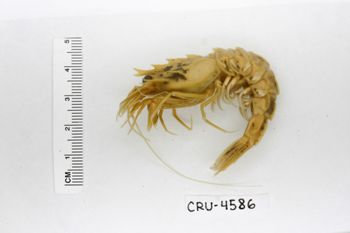 Media type: image;   Invertebrate Zoology CRU-4586 Description: Preserved specimen.;